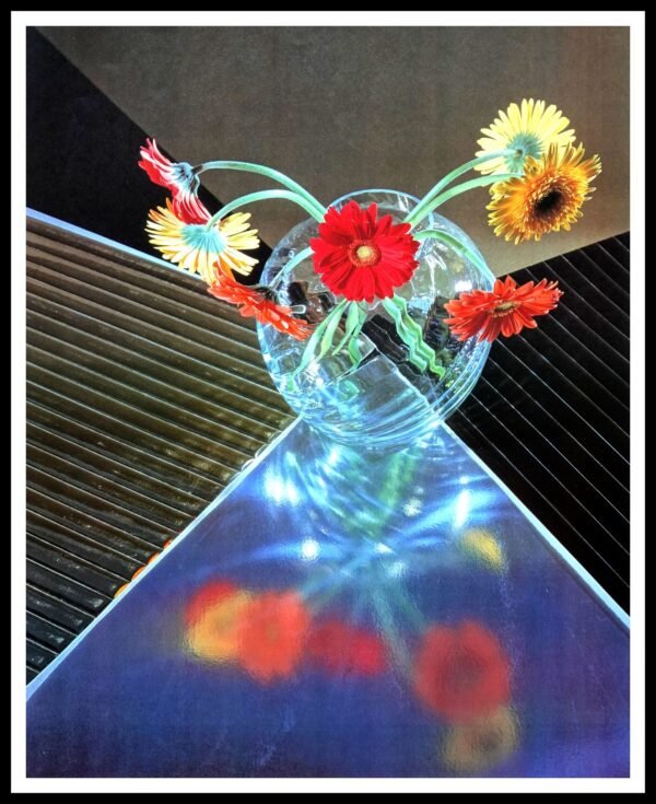 AK H3438 African Daisy